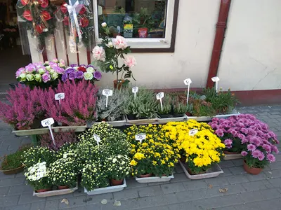 Kwiaciarnia Kwiaty u Sylwii